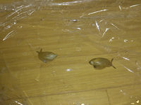 欧米ではカタツムリを食べるそうですが 日本のカタツムリは食べられますか Yahoo 知恵袋