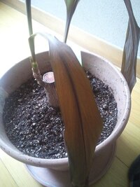 幸福の木が枯れてしまいました 復活させることはできるのでしょうか Yahoo 知恵袋