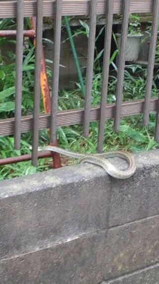 この蛇の種類教えて下さい 今朝横浜の住宅街に出没しました 蛇を見かけ Yahoo 知恵袋