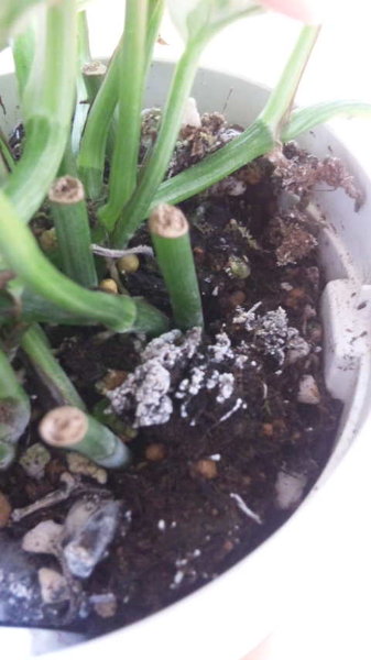 観葉植物の土にカビが生えて困る問題に立ち向かう話 ぴらめこな生活