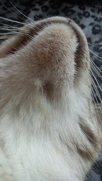 発情期中の猫の顎を見ると ピンク色のできものができていました 黒ニキビ とは別 Yahoo 知恵袋