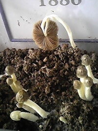 先ほど カブトムシの幼虫の飼育中に生えた キノコの名前を質問した者で Yahoo 知恵袋
