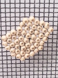 網戸に虫の卵がついているのですが これは何の卵でしょうか カメムシではな Yahoo 知恵袋