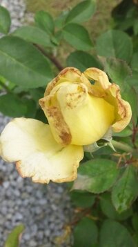 バラの花弁先端が変色してしまうのですが バラ わかな 庭植 Yahoo 知恵袋