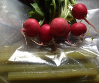 ラディッシュの葉 食べられますか 今までは 捨てていたのですがあおい葉っ Yahoo 知恵袋