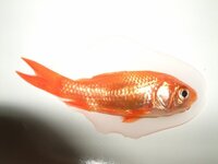 金魚は 死んだとき１００ 浮きますか 沈んでいる状態は生きて Yahoo 知恵袋