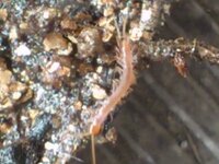 ムカデ ヤスデ 閲覧注意 ムカデ ヤスデ 閲覧注意 ベラン Yahoo 知恵袋