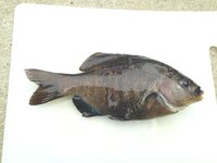 この魚はなんですか 磯釣りで カリフォルニアでつりました 全長は２５センチ程度 Yahoo 知恵袋