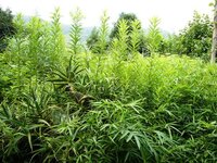 この背の高い雑草の名前を知りたいです どこかのブログからの引用で Yahoo 知恵袋