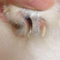 犬の爪が一本だけ黒くなってしまいました うちの犬の爪が最近にな Yahoo 知恵袋
