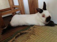このウサギはヒマラヤンでしょうか 先月 出先で あるウサギ飼いさ Yahoo 知恵袋