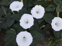 この白い花の名前を教えて下さい。朝顔みたいな形ですが花は大きいです。 