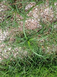 芝生の雑草 芝生にこの様な雑草が生え始め困っています 雑草の種類と対処法を Yahoo 知恵袋