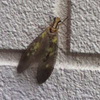 これはなんていう虫ですか 羽がセミみたいに見えますがセミの仲間ですか それとも Yahoo 知恵袋