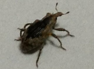 この虫は何という虫でしょうか 写真あり 自分の部屋 畳敷き で Yahoo 知恵袋