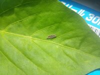 これは何の卵でしょうか 先日畑でピーマンの葉の裏に何かの卵を発 Yahoo 知恵袋