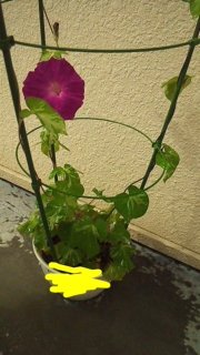 アサガオって何色くらいありますか 娘のアサガオが咲きました 紫の Yahoo 知恵袋