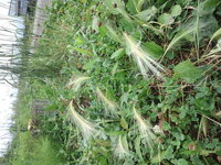 雑草に混ざってこんな草が出てきました 麦のような気がするのですが良く分かりませ Yahoo 知恵袋