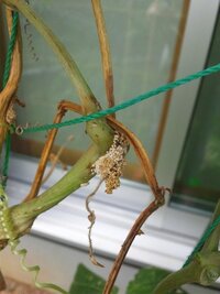 虫の卵でしょうか 5月に植えたつるありインゲンなんですが順調に育って２週間前ま Yahoo 知恵袋