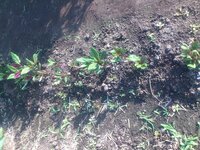 金時草は 日陰になる場所のほうが育ちが良いのでしょうか 挿し木で植えた金時草が Yahoo 知恵袋