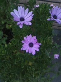 葱の花に似た 茎一本の紫色の花を咲かせる花の名前を誰か教えてくれない Yahoo 知恵袋
