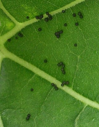 虫の卵でしょうか 花壇でひまわりを育てています 最近 よく葉が食べら Yahoo 知恵袋