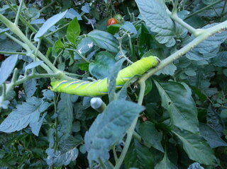 トマトの茎にいたのですが この青虫は一体何になるんでしょうか Yahoo 知恵袋