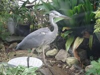 この鳥は サギでしょうか 朝から庭に迷いこんだようです エサは Yahoo 知恵袋