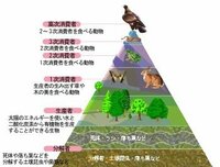 食物網とか考えずに食物連鎖のこの図の中に人間を書き加えるとどうなりま Yahoo 知恵袋