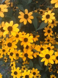 ひまわりみたいな黄色い花の名前をおしえて下さい コスモスくらいの花でした Yahoo 知恵袋