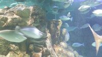 水族館の深海魚の水槽の水圧は 1000mに生息する 魚類に5mの Yahoo 知恵袋