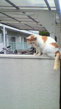 シッポが太い猫の方が人懐っこくないですか 雑種の猫を複数飼いしてるんですけ Yahoo 知恵袋