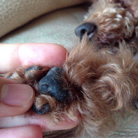 犬の肉球の怪我についてです 緊急です 先ほど愛犬の散歩から Yahoo 知恵袋