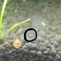 淡水魚の水槽に白い虫がわきました ものすごく細かい 0 1mmくら Yahoo 知恵袋