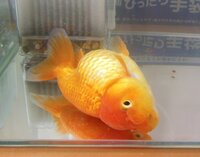 金魚が横や斜めを向いて泳いでいる時があるのですが病気でしょうか Yahoo 知恵袋