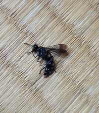 黒い蜂みたいな虫が家の中をブンブン飛び回っていてかなり怖いです Yahoo 知恵袋
