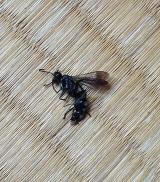 黒くて小さい蜂のような虫が家で死にかけていました これはなんという虫 Yahoo 知恵袋