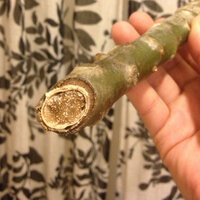プルメリアの挿し木の育て方について教えて下さい ハワイで Yahoo 知恵袋