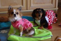 犬の赤ちゃん返り 私は九ヶ月の妊婦です １歳のｍダックスと５歳の Yahoo 知恵袋