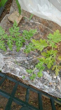 今日 わすれな草 の種まきをしました 扱うのは初めてなので 発芽の前からで Yahoo 知恵袋