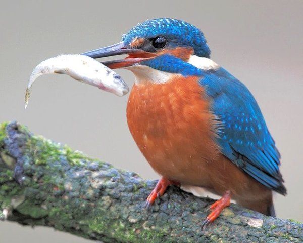 この魚の名前 - この写真のカワセミが口にくわえている魚は何という魚 