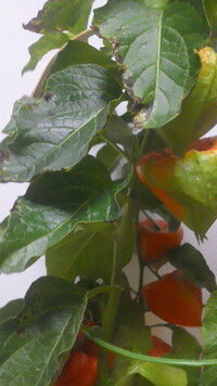 ホオズキの葉が写真のようになり始めました 虫食いなのか枯れ始めなのか素人の私に Yahoo 知恵袋