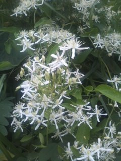 白い花のツル植物の名前を教えて下さい 高台の草の生い茂った場所で見かけま Yahoo 知恵袋