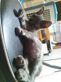 この子猫のお腹は張りすぎでしょうか 8月9日に家に来た迷い猫を飼うこ Yahoo 知恵袋