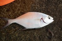 鹿児島県の吹上浜で釣れたアジのような魚の名前が分かりません つい最近 Yahoo 知恵袋