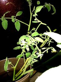 トマトの挿し木から実をならせたいと思います 植木鉢で栽培していたトマトの Yahoo 知恵袋