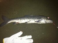 大洗の大貫橋でこんな魚が連れました この魚の名前は何というのでしょう Yahoo 知恵袋