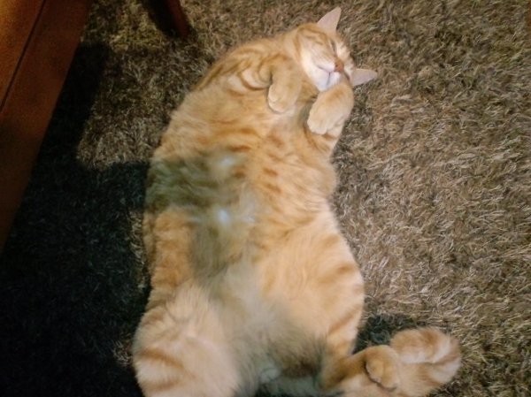 痩せ型の猫とデブ猫の寿命は？ - 痩せ型の猫とデブ猫の寿命はどちらが 