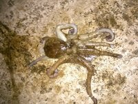 エギングでタコを釣りました これは茹でて食べればいいですか 最近ヒョ Yahoo 知恵袋