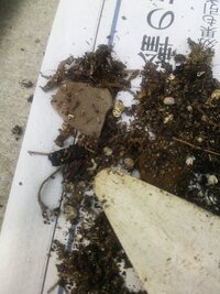 腐葉土から大量の虫 助けてください １ヶ月前くらいにホームセ Yahoo 知恵袋
